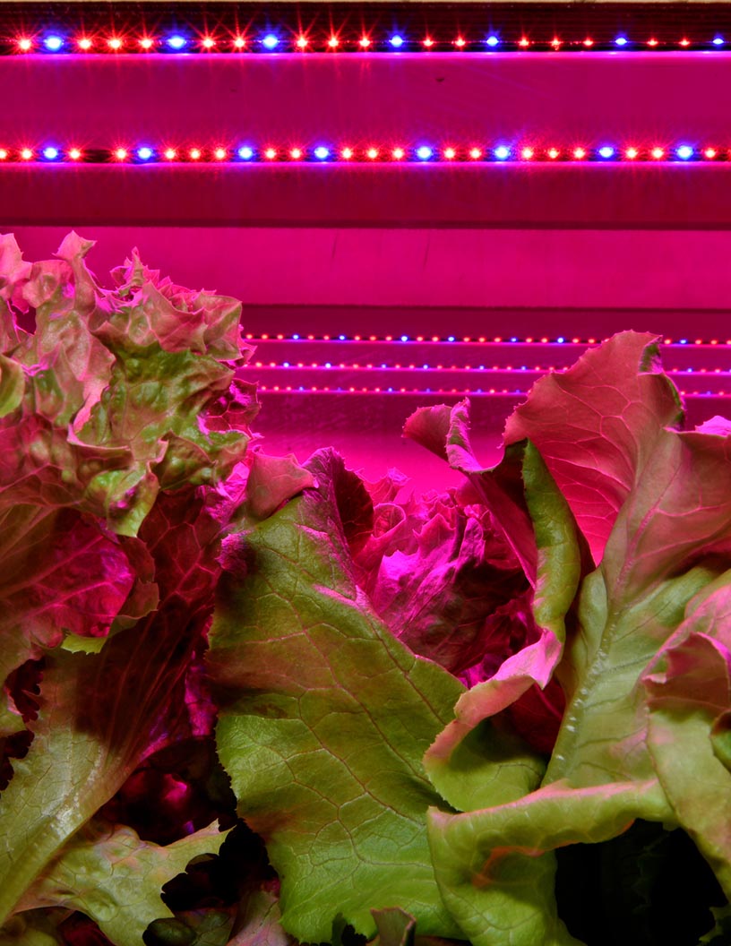 Global light-emitting diode (LED) grow lights market 2024-2028