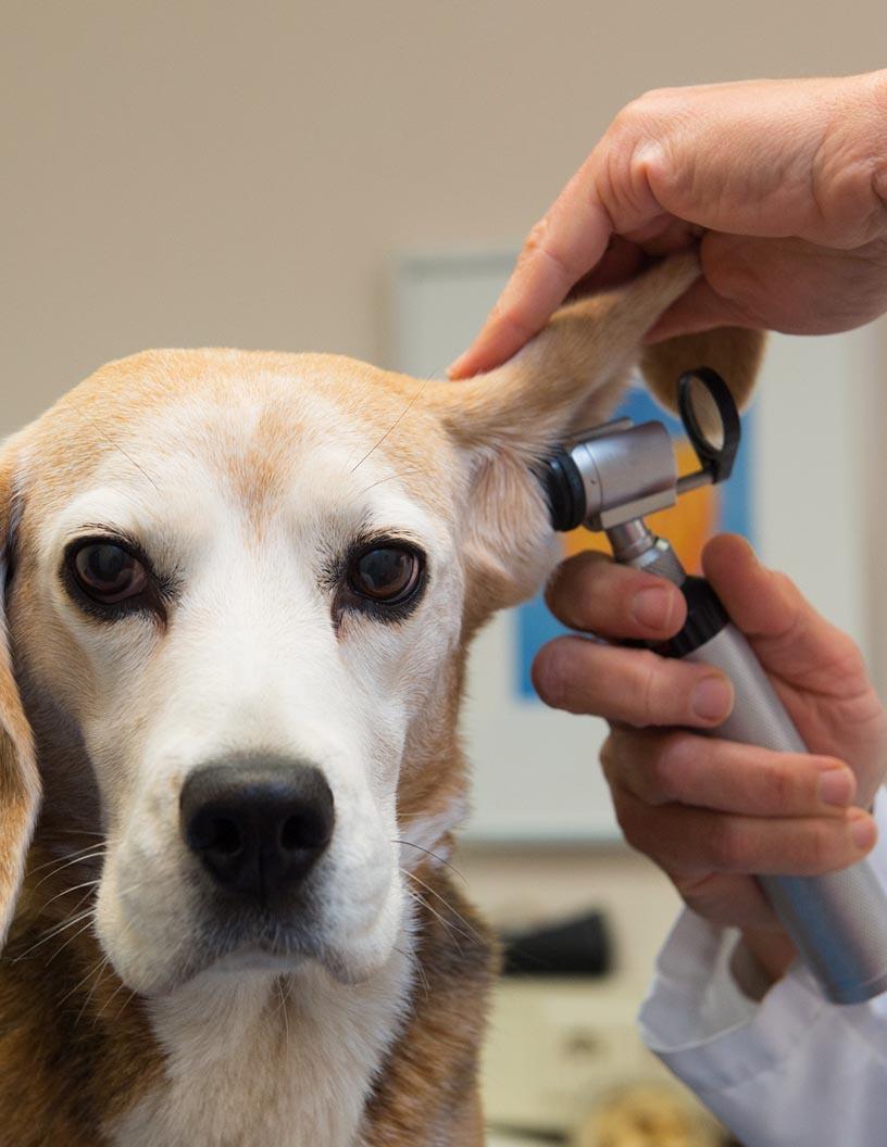 Global Animal Health Diagnostics Market 2025-2029