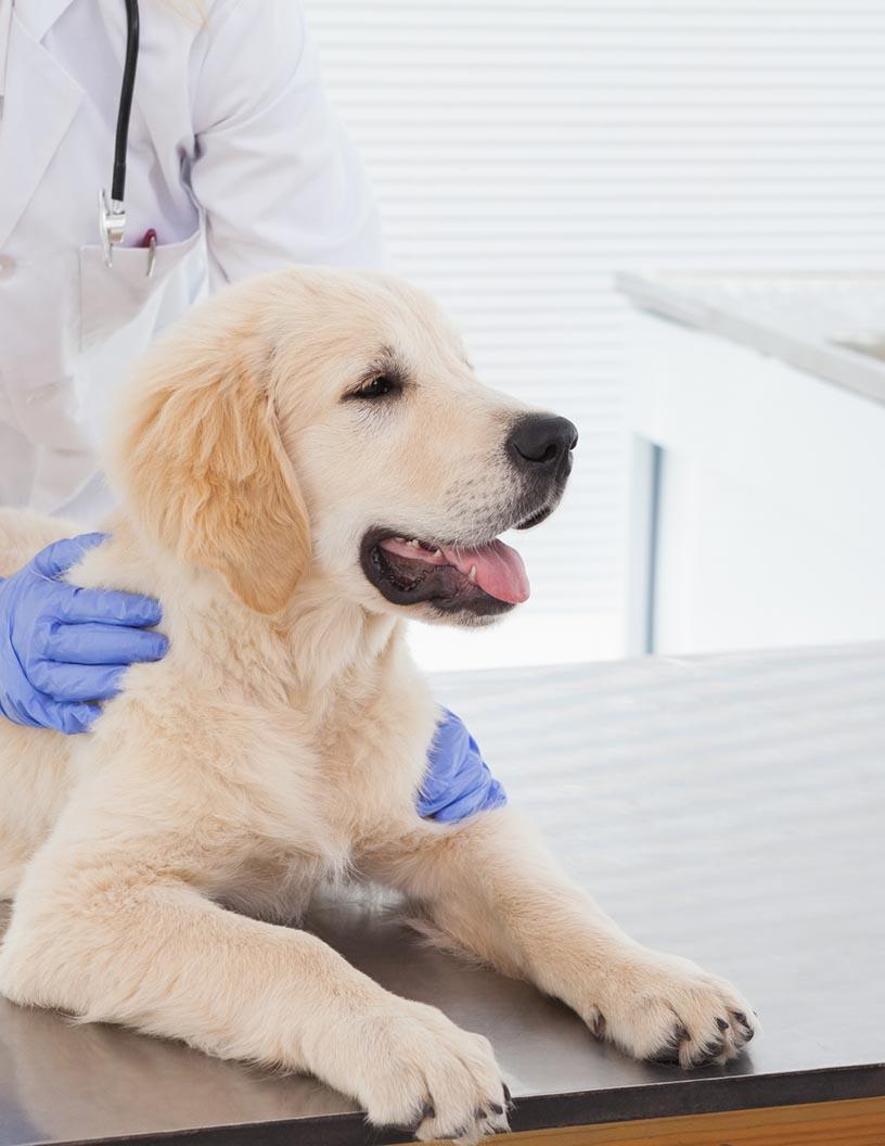 Global Animal Healthcare Market 2025-2029