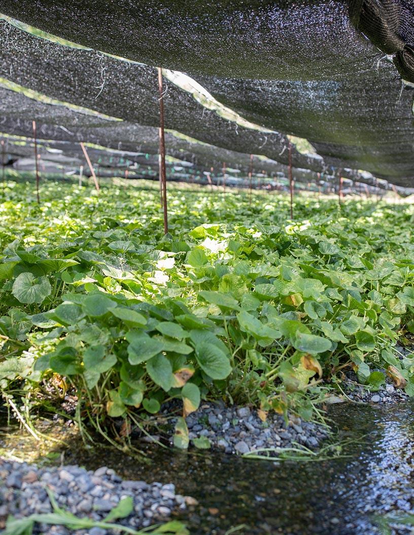 Global Wasabi Market 2025-2029