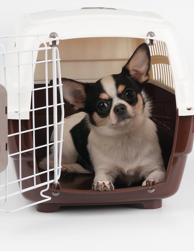 Global Animal Transportation Market 2025-2029