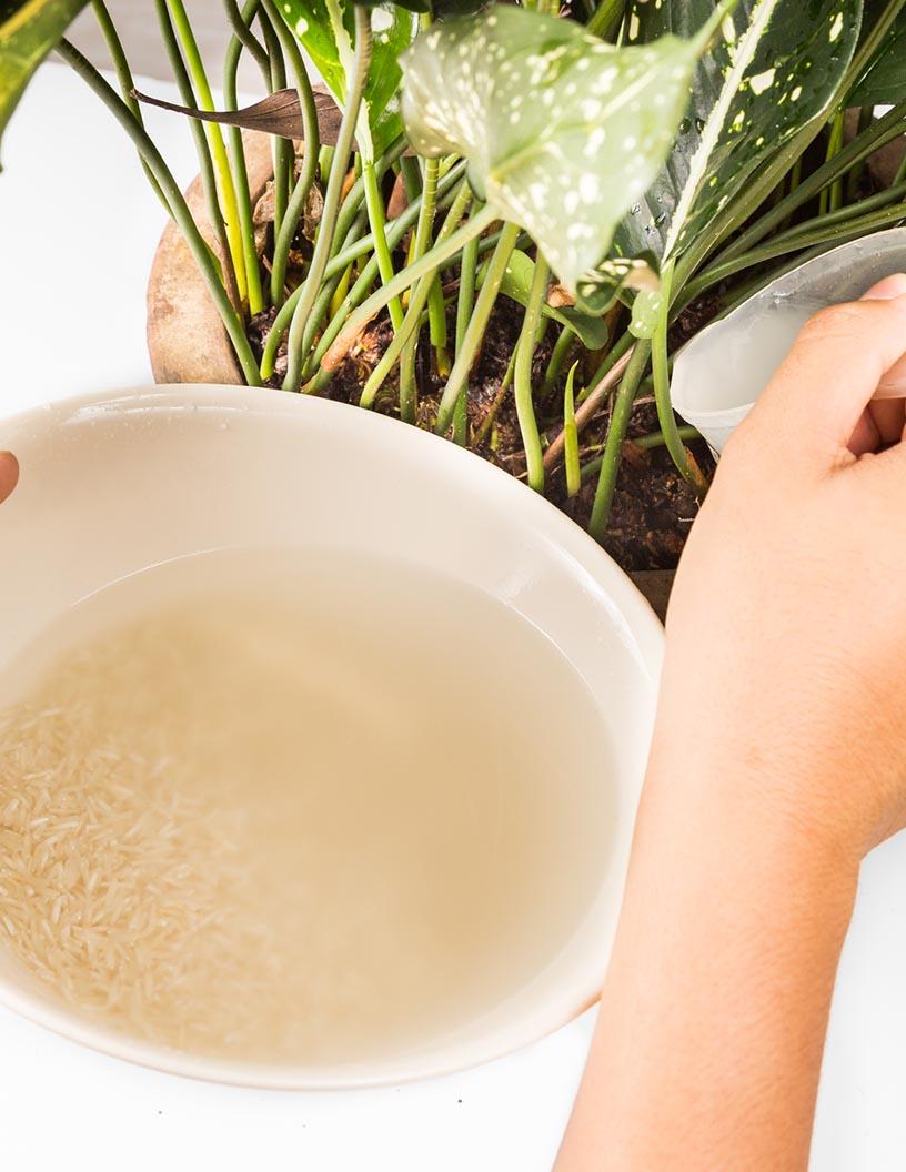 Global Water Soluble Fertilizers Market 2025-2029
