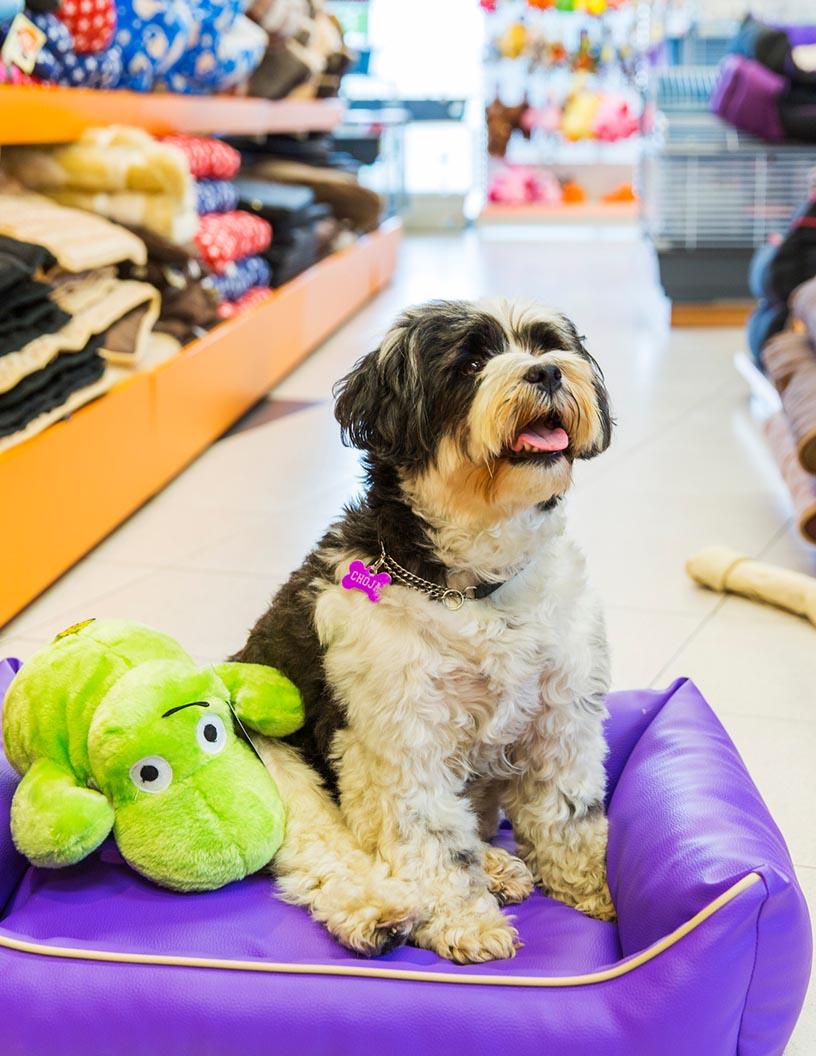 Global Pet Accessories Market 2025-2029