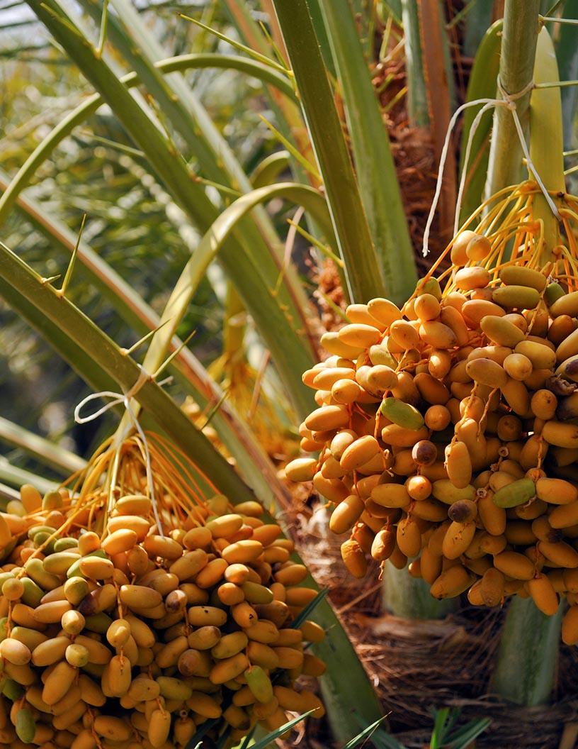 Global Date Palm Market 2025-2029
