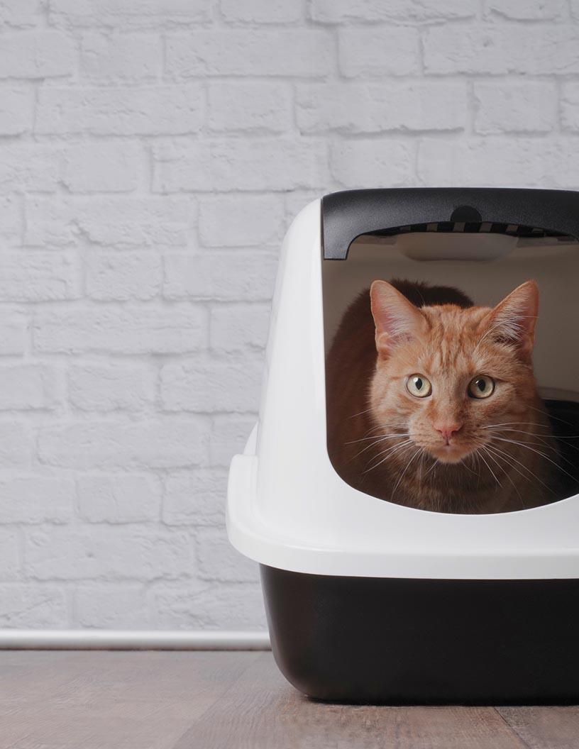 Global Automatic Self-Cleaning Cat Litter Box Market 2025-2029