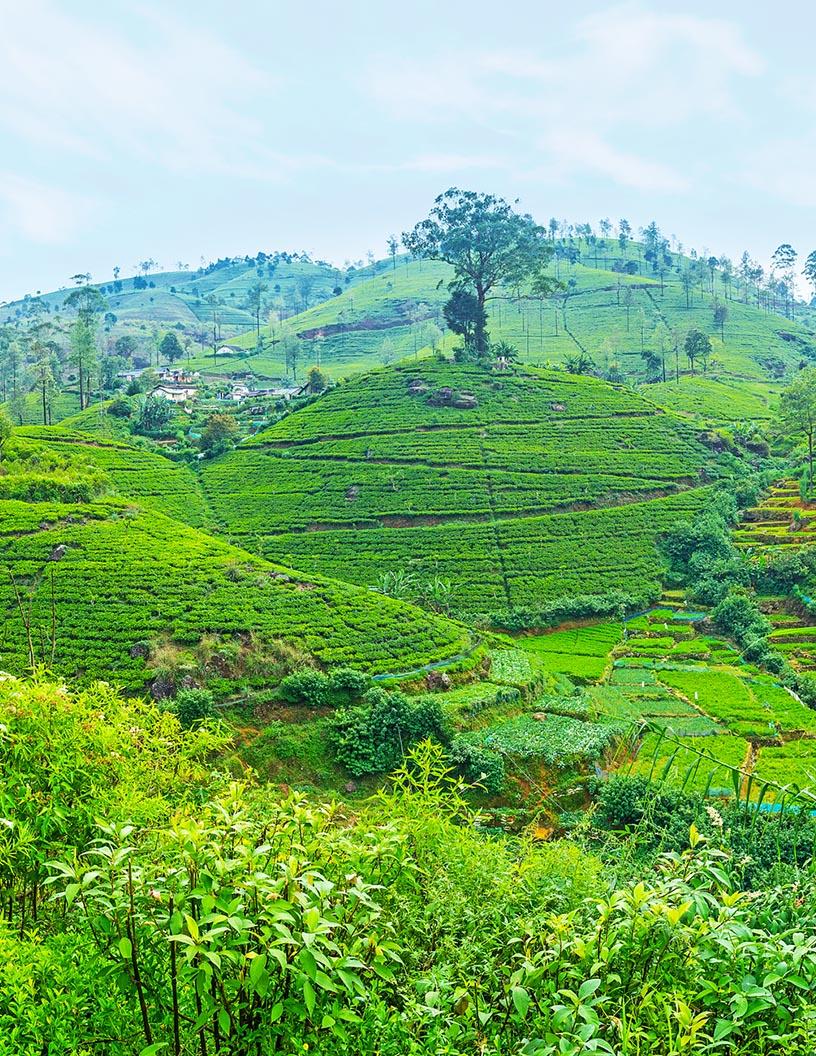 Global Agritourism Market 2025-2029