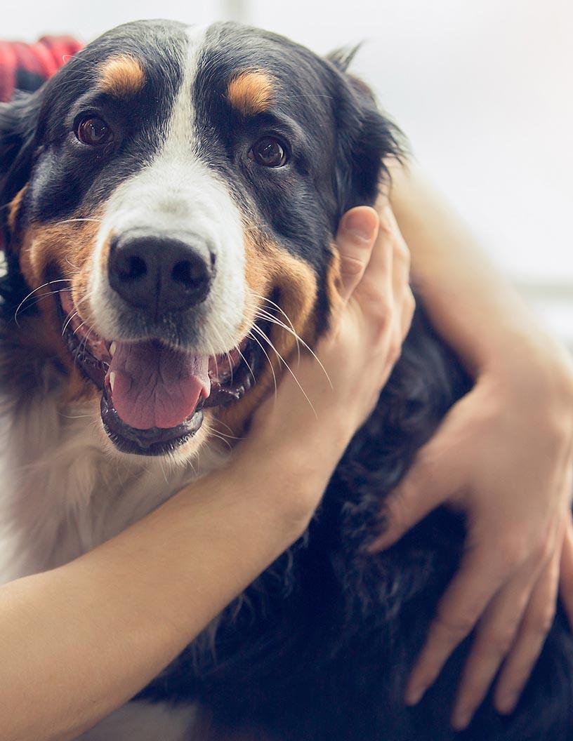 Global Companion Animal Specialty Drugs Market 2025-2029