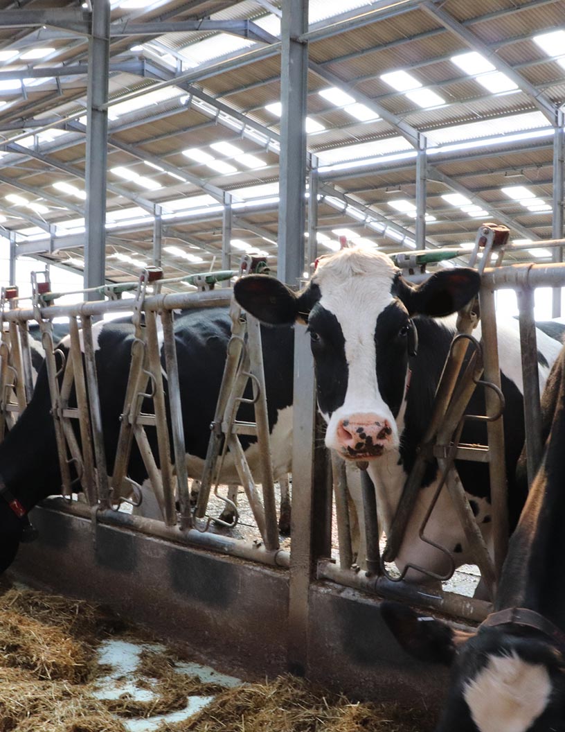 Global milking robot market 2024-2028