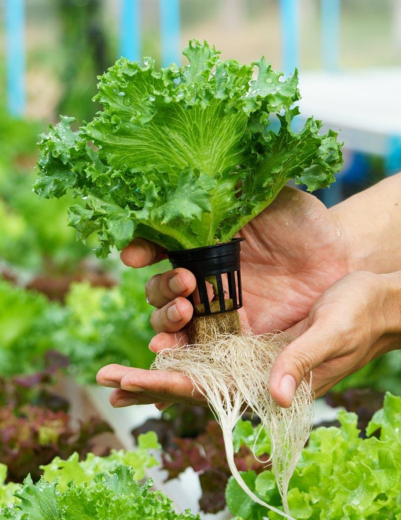 Global Hydroponics Technologies Market 2025-2029