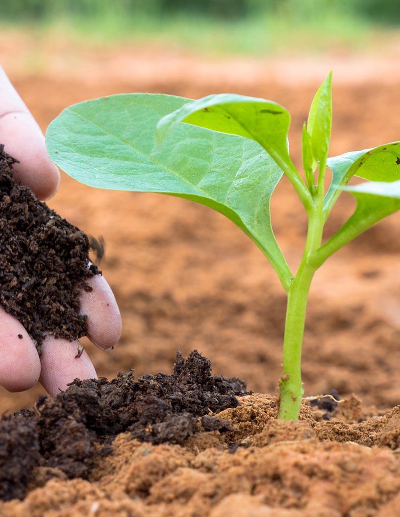 Global Organic Fertilizers Market 2024-2028