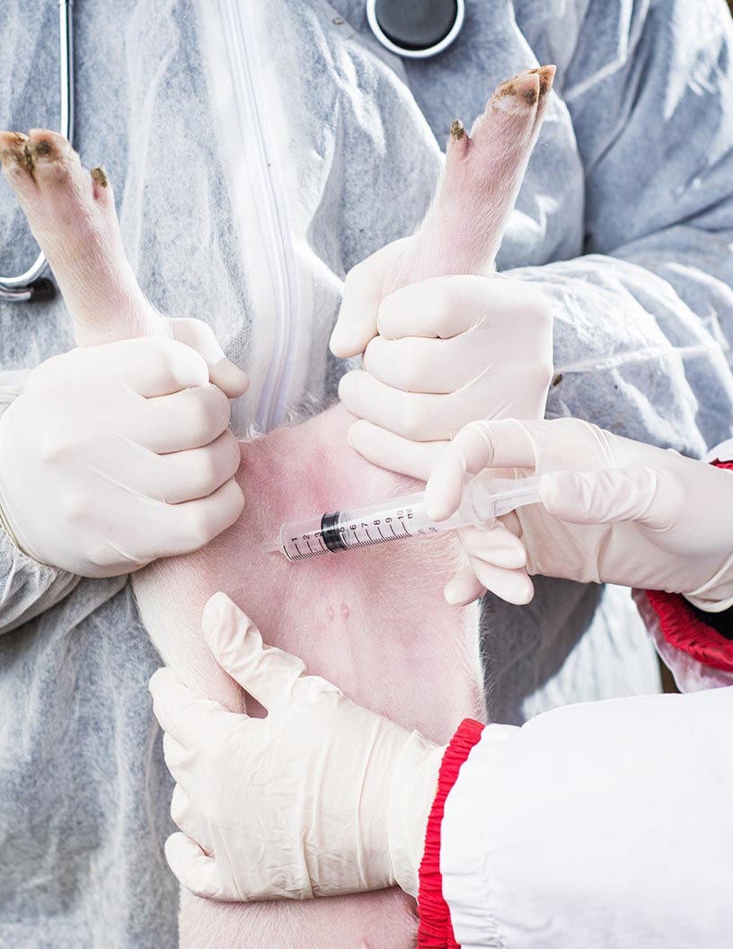 Foot And Mouth Disease Vaccines Market Growth Analysis | Trends, Drivers and Vendor Forecasts for 2021-2025