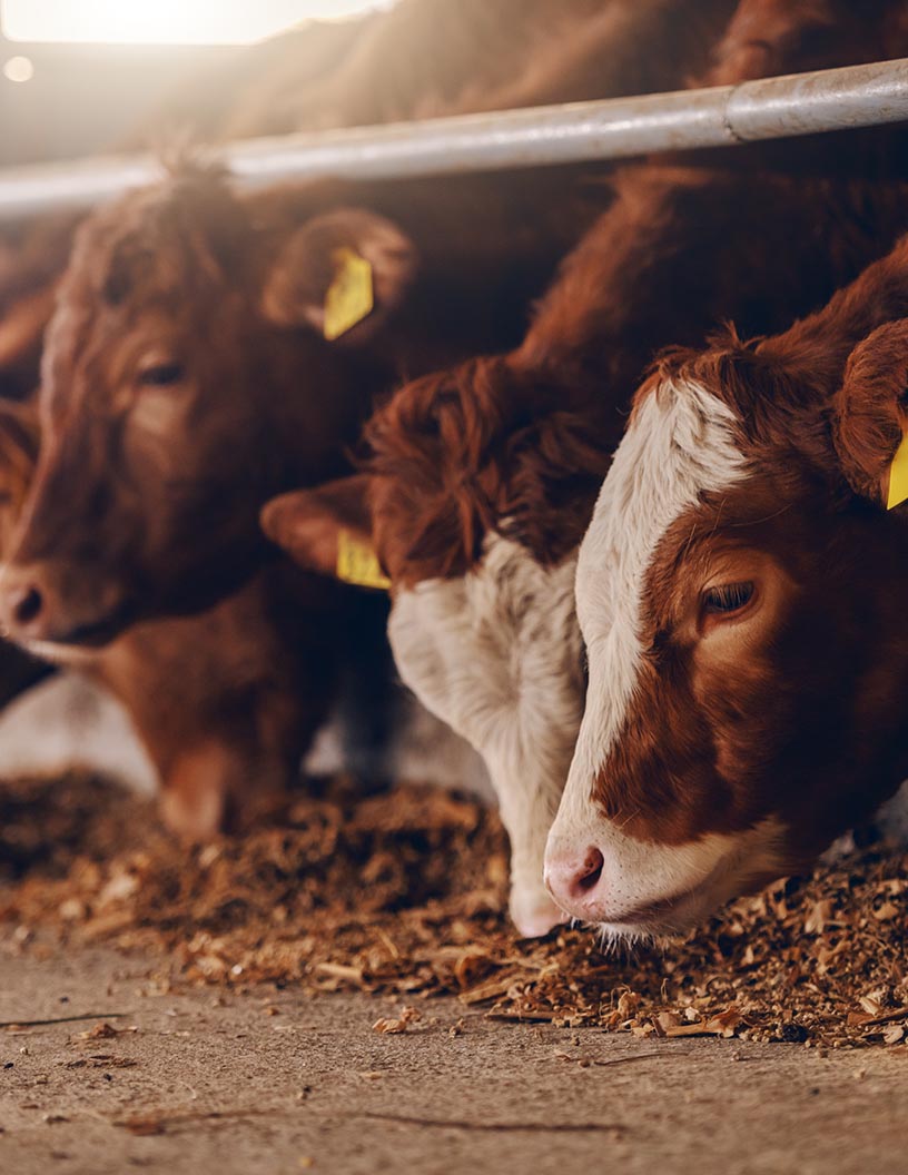 Global livestock feeding systems market 2024-2028