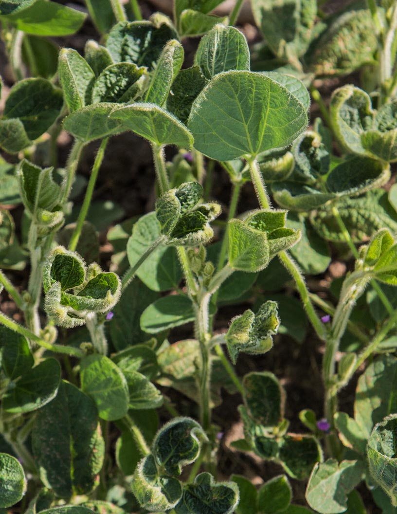 Global dicamba herbicide market 2024-2028