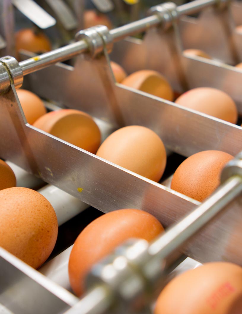 Global egg processing equipment market 2024-2028