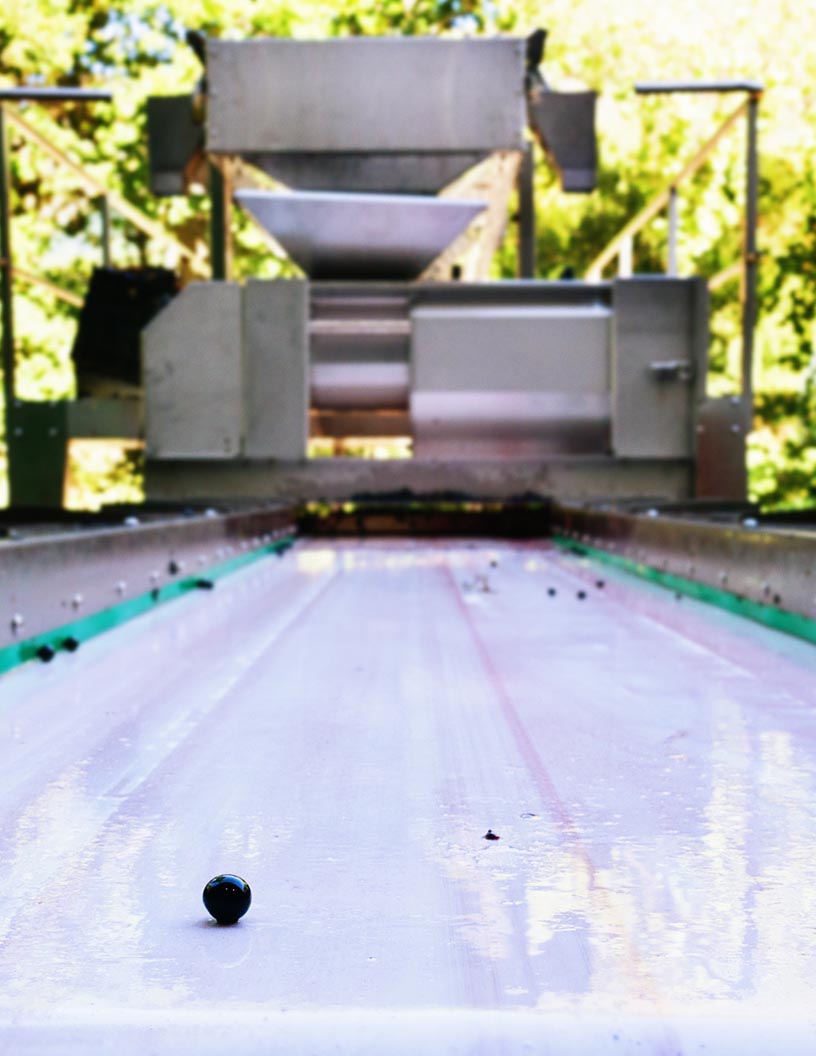 Global fruit sorting machinery market 2024-2028