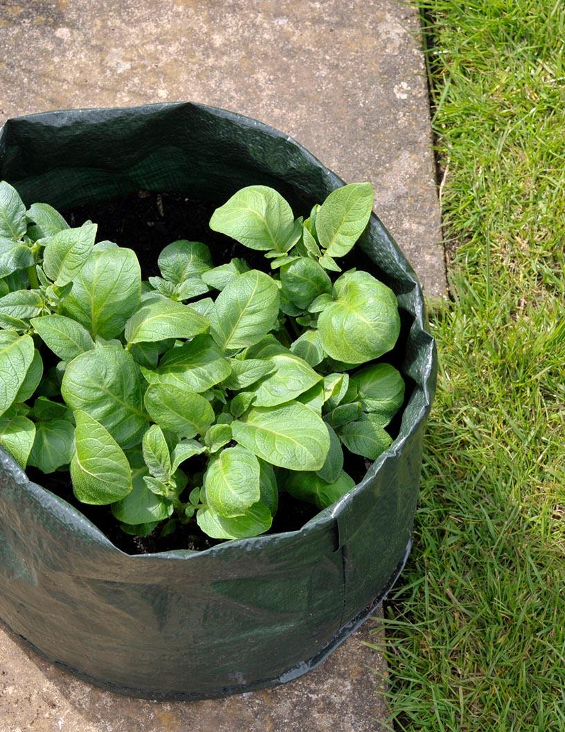 Global Agricultural Grow Bags Market 2025-2029