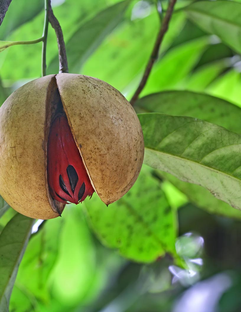 Global tree nuts market 2024-2028