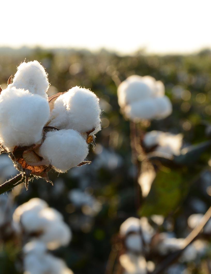Global Cotton Market 2025-2029