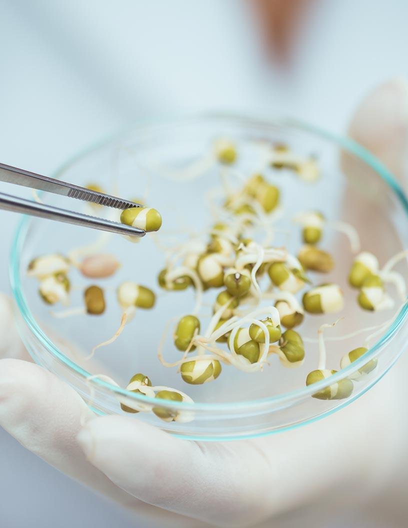 Global Genetically Modified (GM) Seeds Market 2025-2029