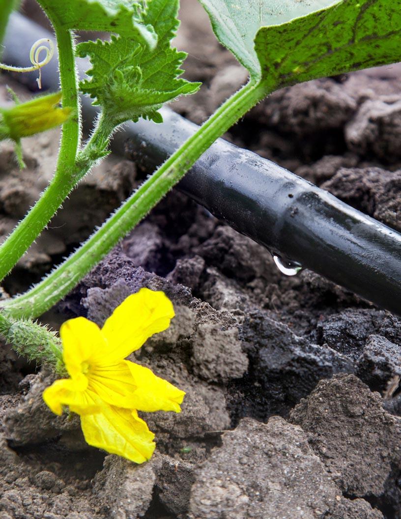 Global Drip Irrigation Systems Market 2025-2029