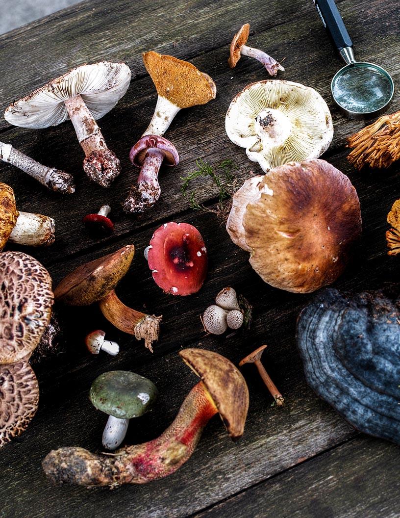 Global Medicinal Mushrooms Market 2025-2029