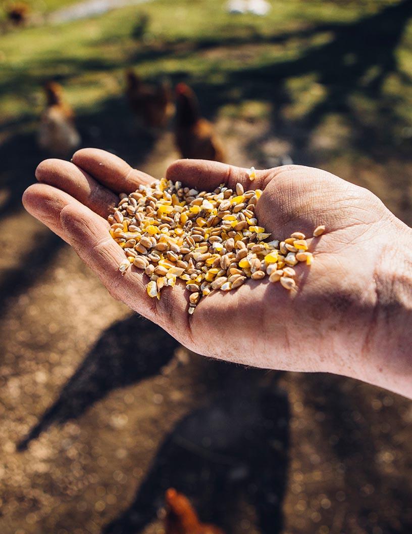 Global Game Feed Market 2024-2028