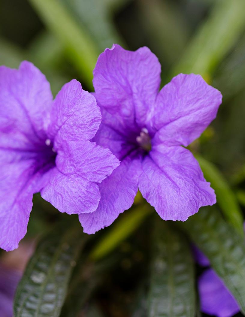 Floriculture Market in Malaysia 2024-2028