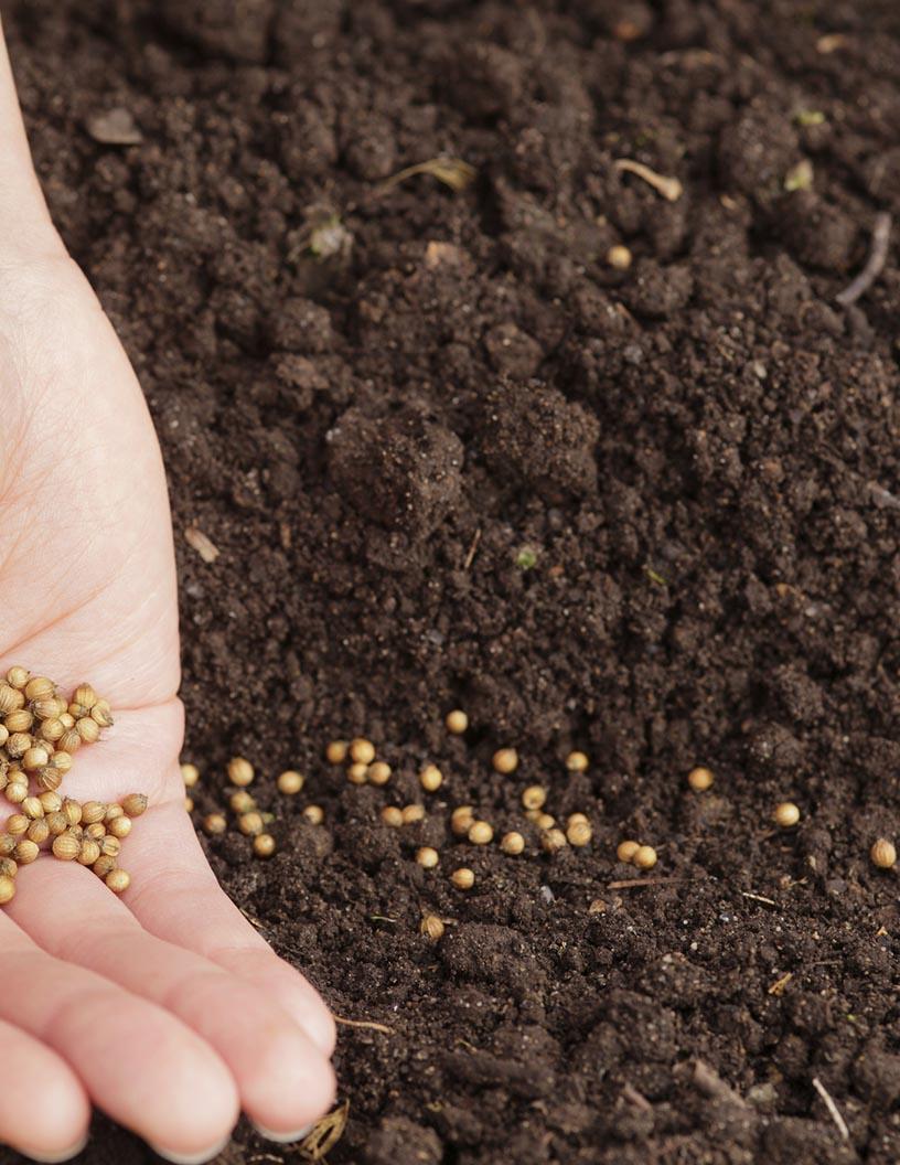 Seed Market in Colombia 2024-2028