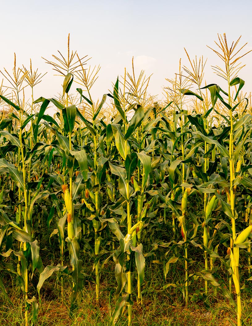 Global maize market 2024-2028