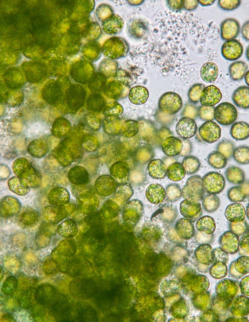Global 3D Cell Culture Market 2024-2028