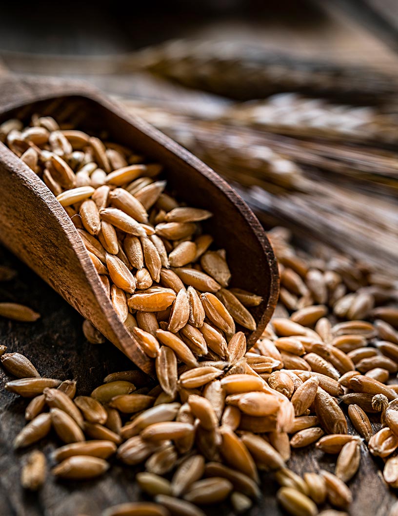 Global Farro Market 2024-2028