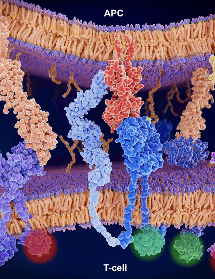 Global CTLA4 Inhibitors Market 2025-2029