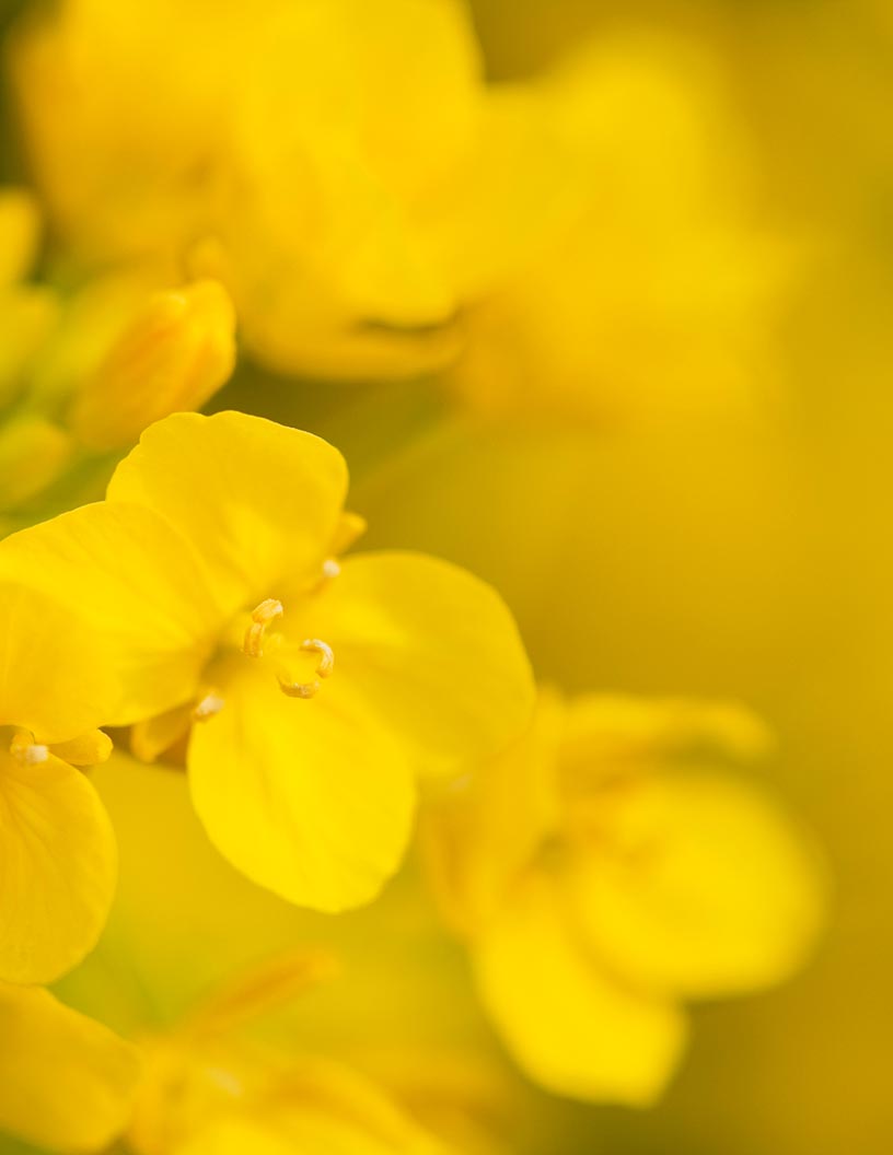 Global rapeseed oil market 2024-2028
