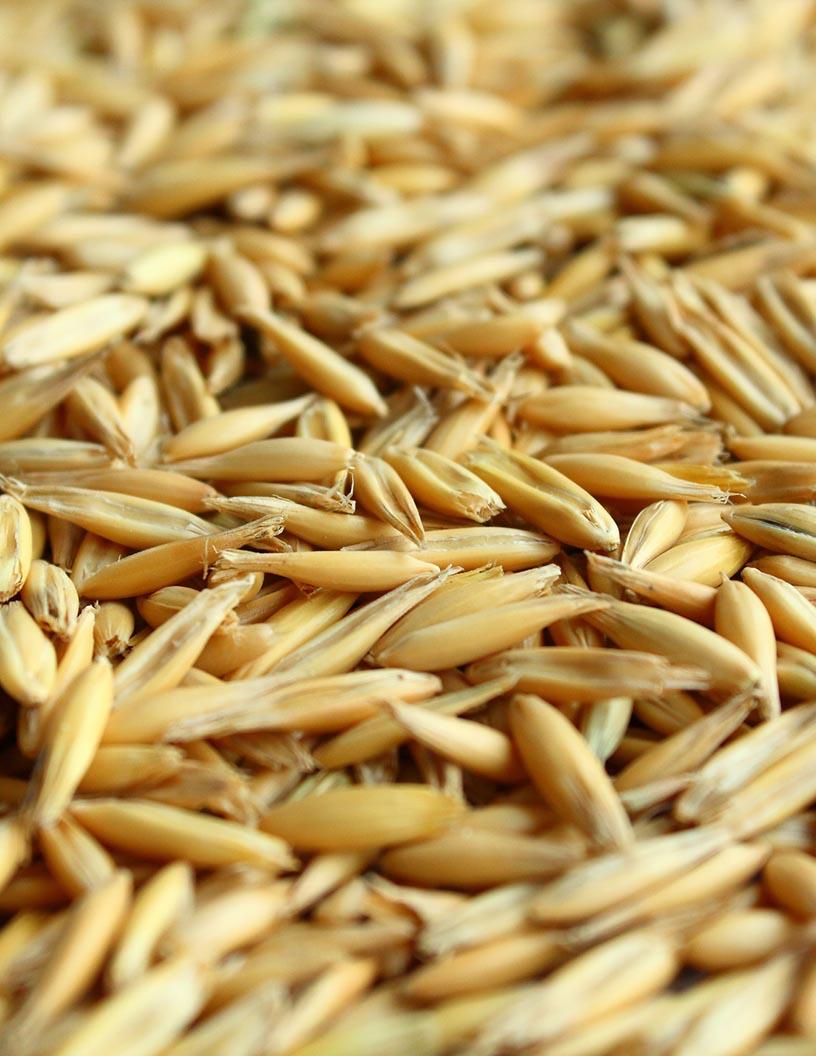 Forage Seed Market in UK 2024-2028