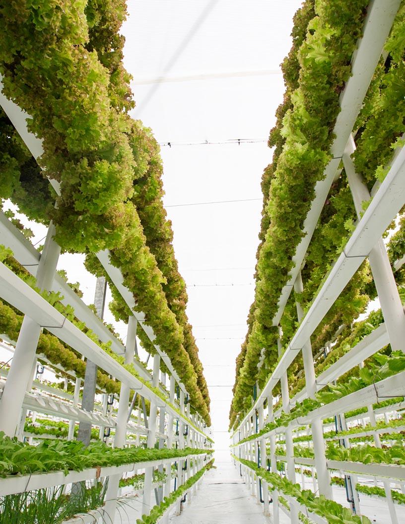 Global Vertical Farming Market 2025-2029