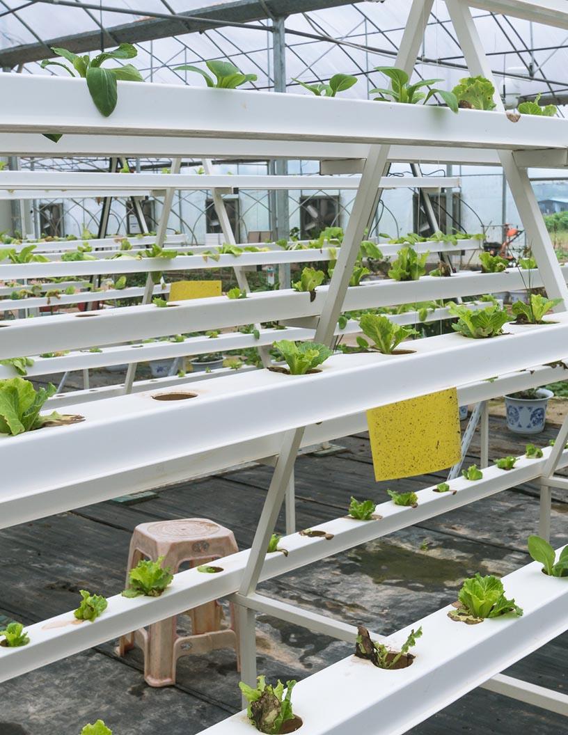 Global Aeroponics Market 2025-2029