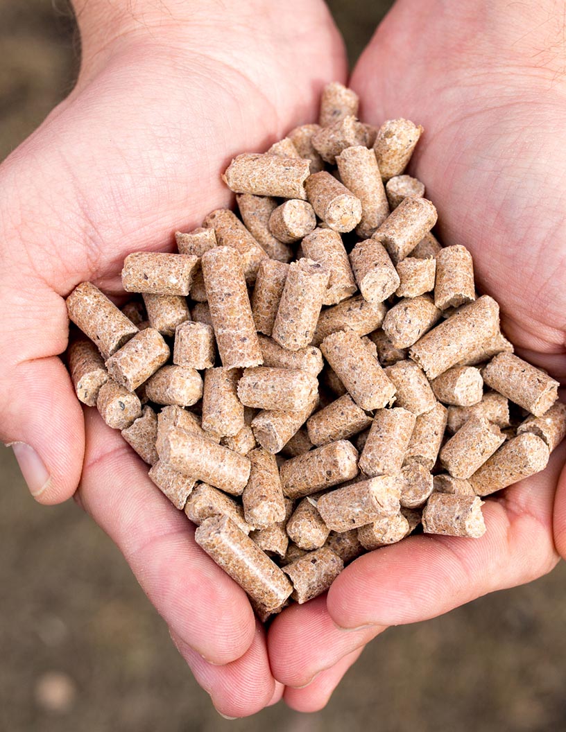 Global cattle feed market 2024-2028