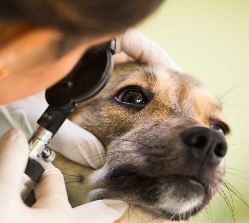 Global Veterinary Eye Care Market 2025-2029