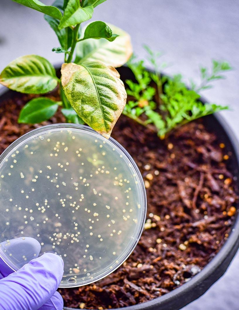 Global Agricultural Microbials Market 2025-2029