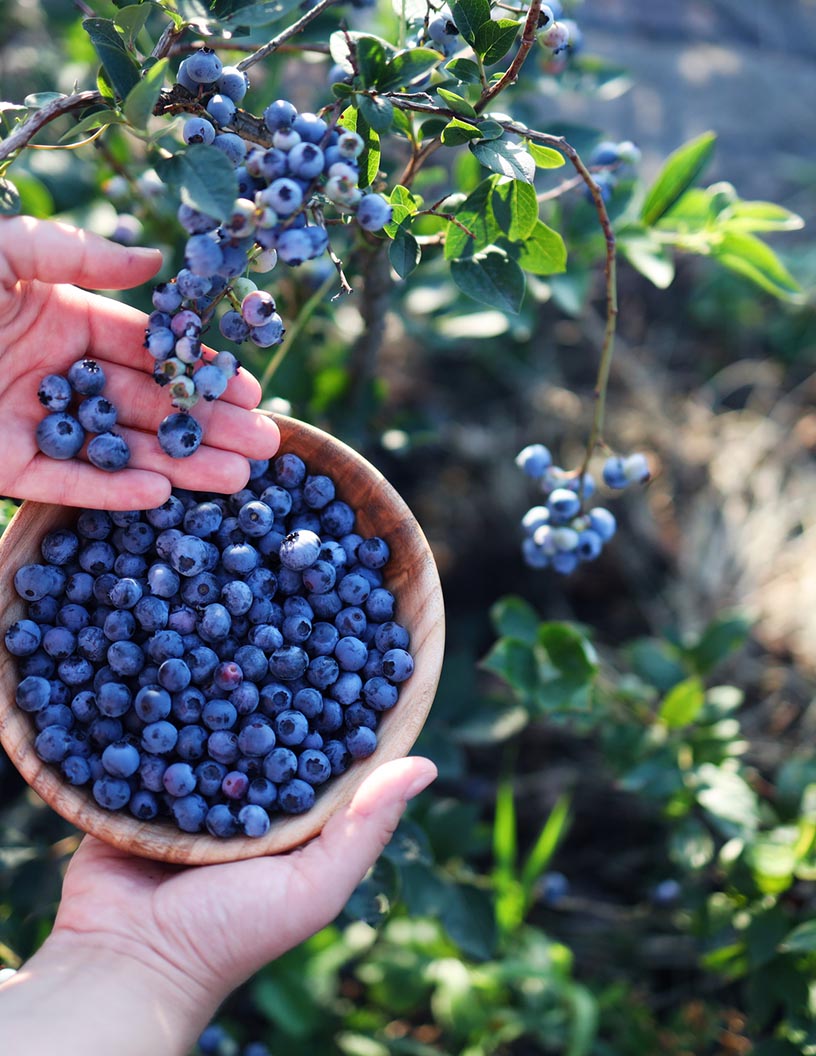 Global Blueberry Market 2025-2029