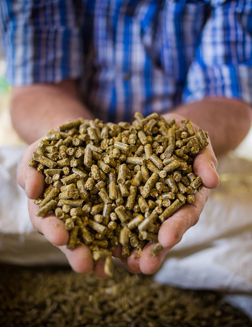 Global ruminant feed market 2024-2028