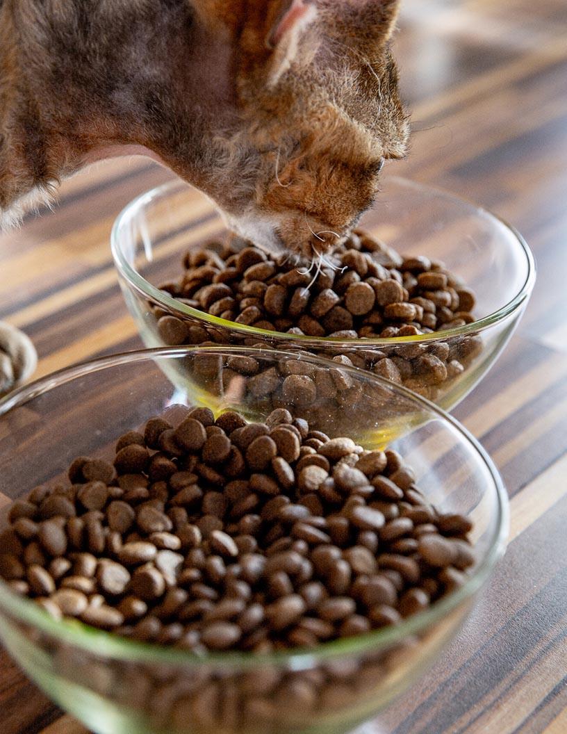 Pet Food Market in France 2025-2029