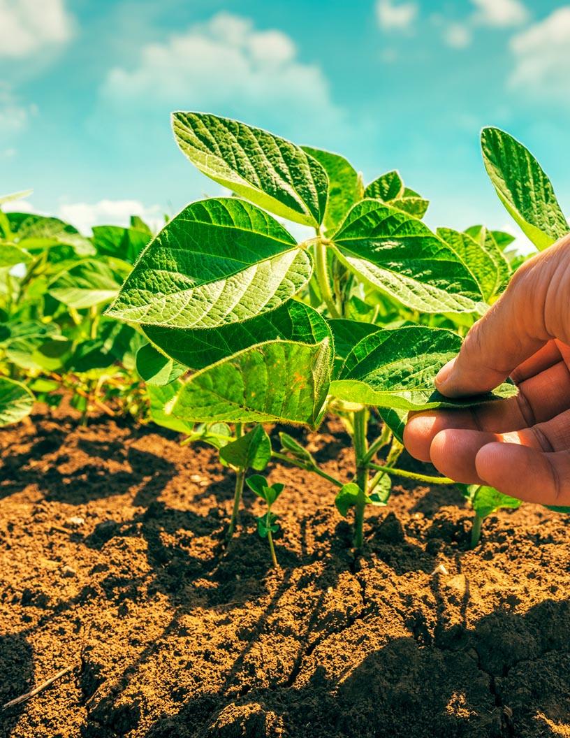 Agriculture Market in Argentina 2025-2029