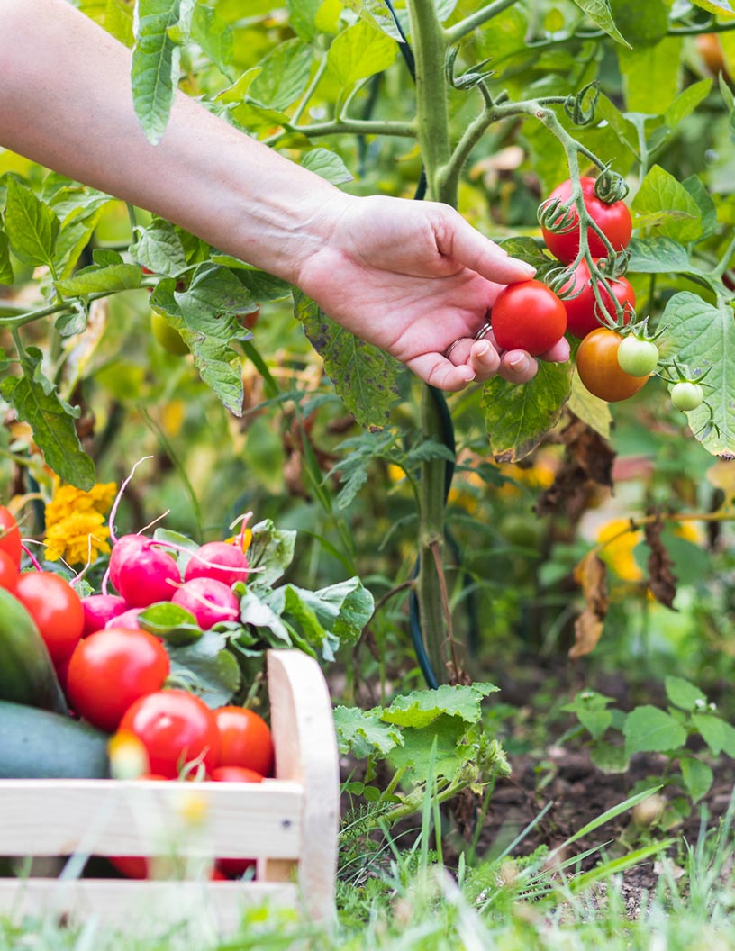 Agriculture market in israel 2024-2028
