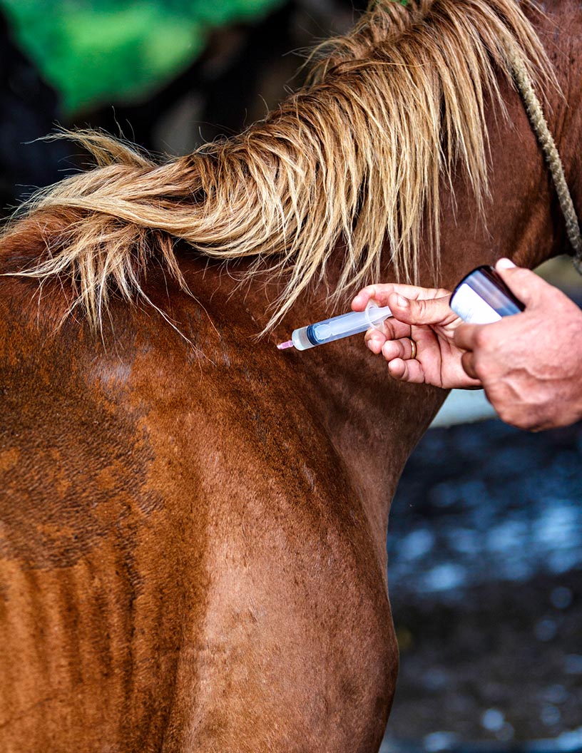 Global equine healthcare market 2024-2028