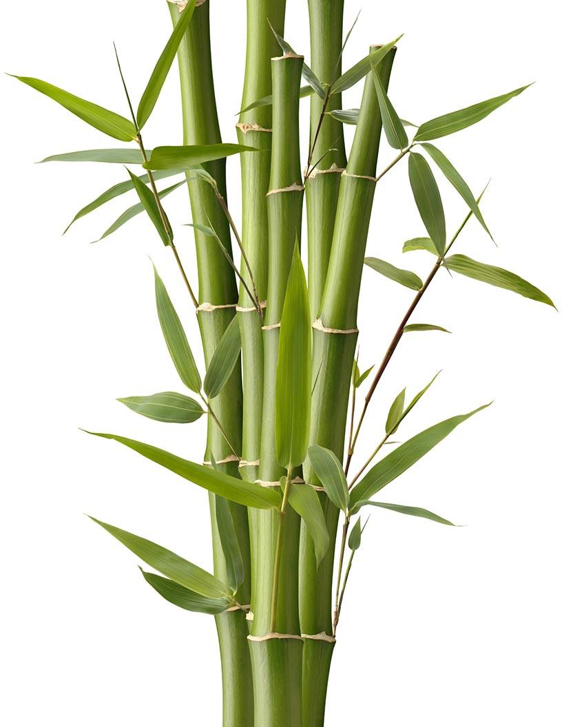 Global bamboos market 2024-2028