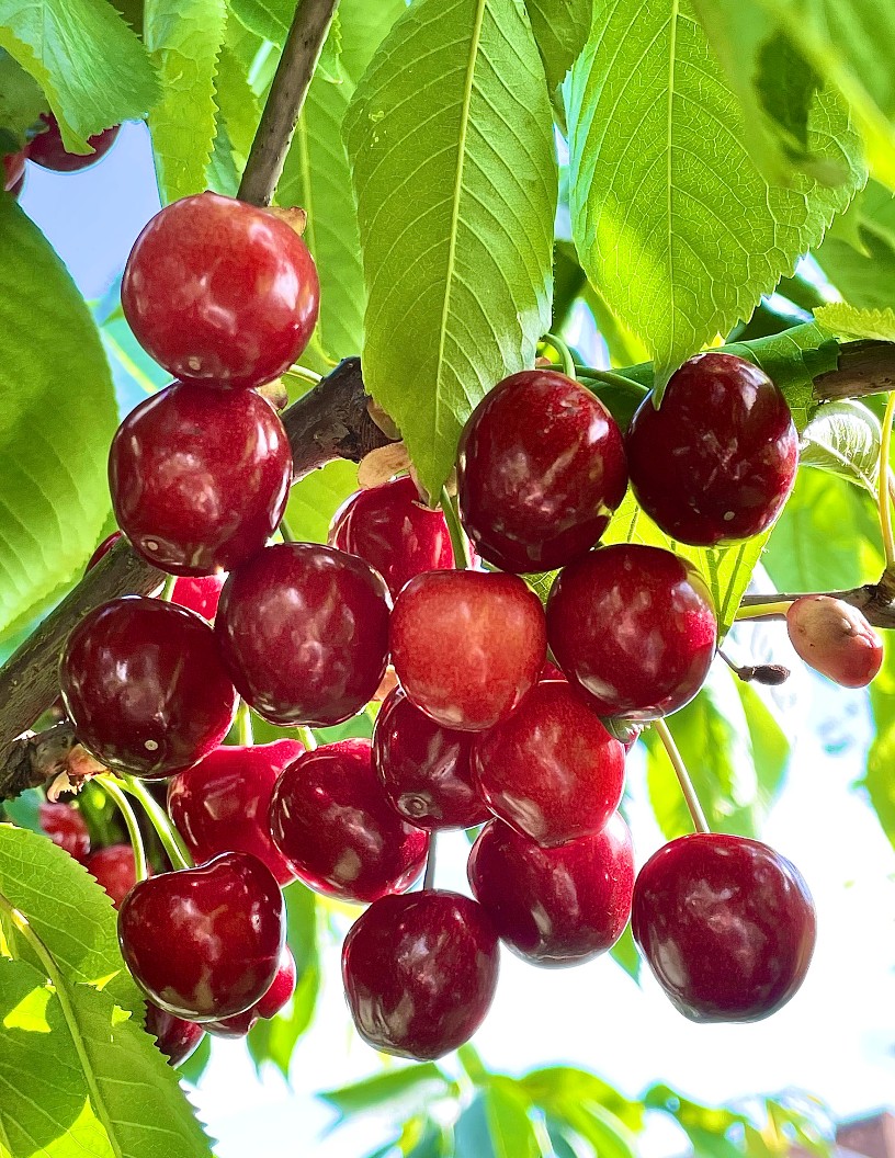 Global fresh cherries market 2024-2028