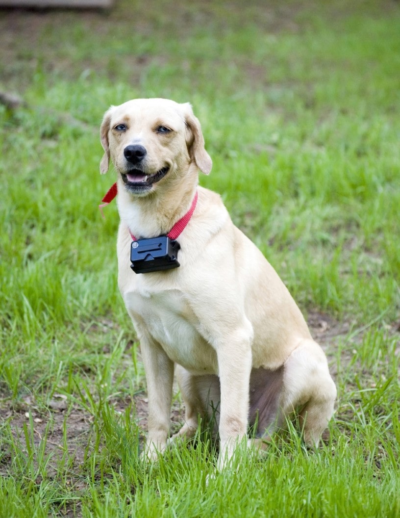 Global pet wearable market 2024-2028