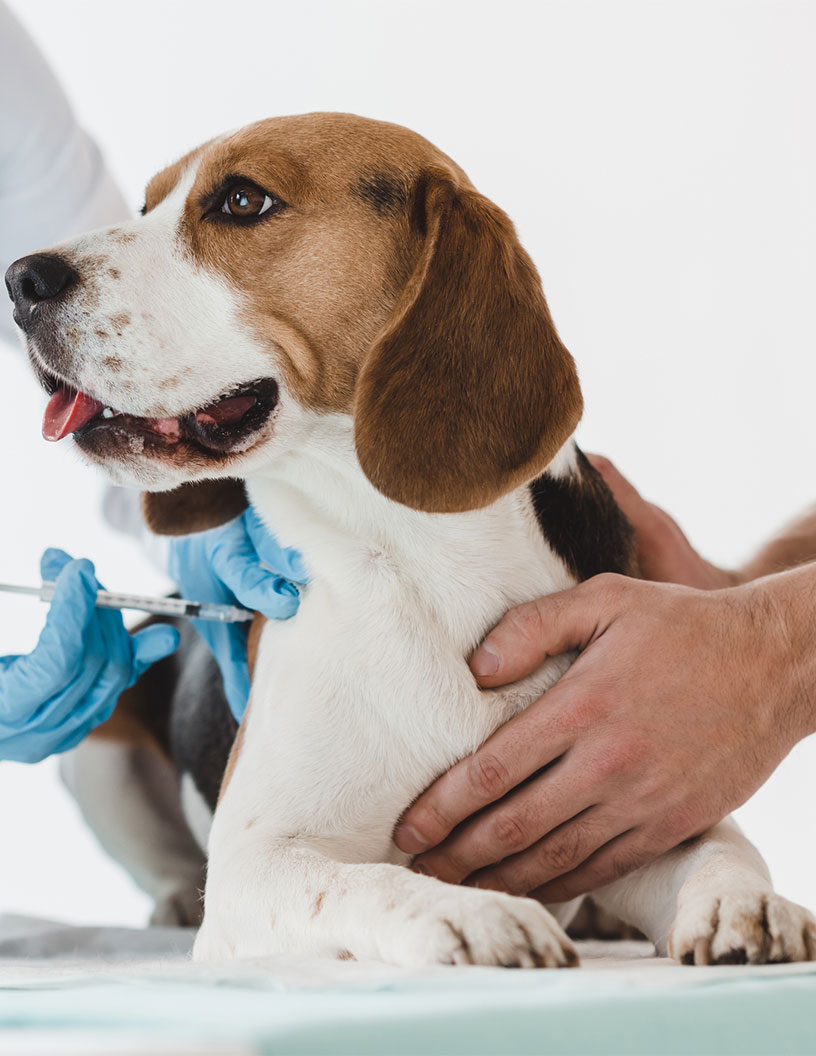 animal health market in North America 2024-2028