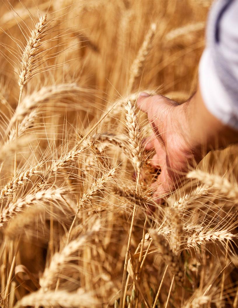 Global Grain And Cereal Crop Protection Market 2025-2029